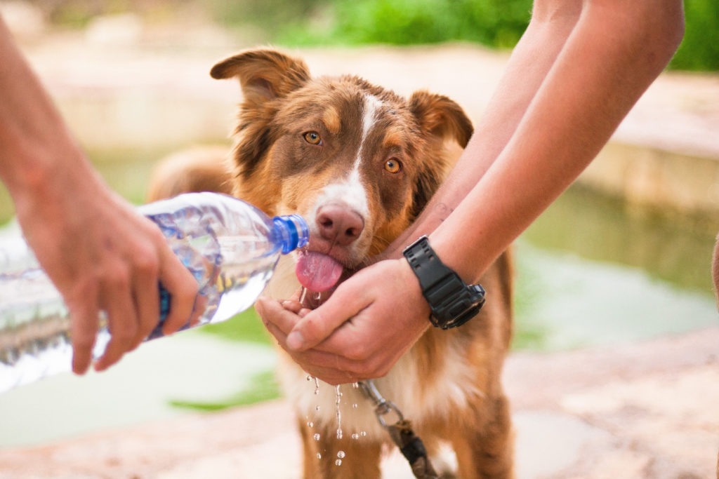 a dog drinking water from a water bottle