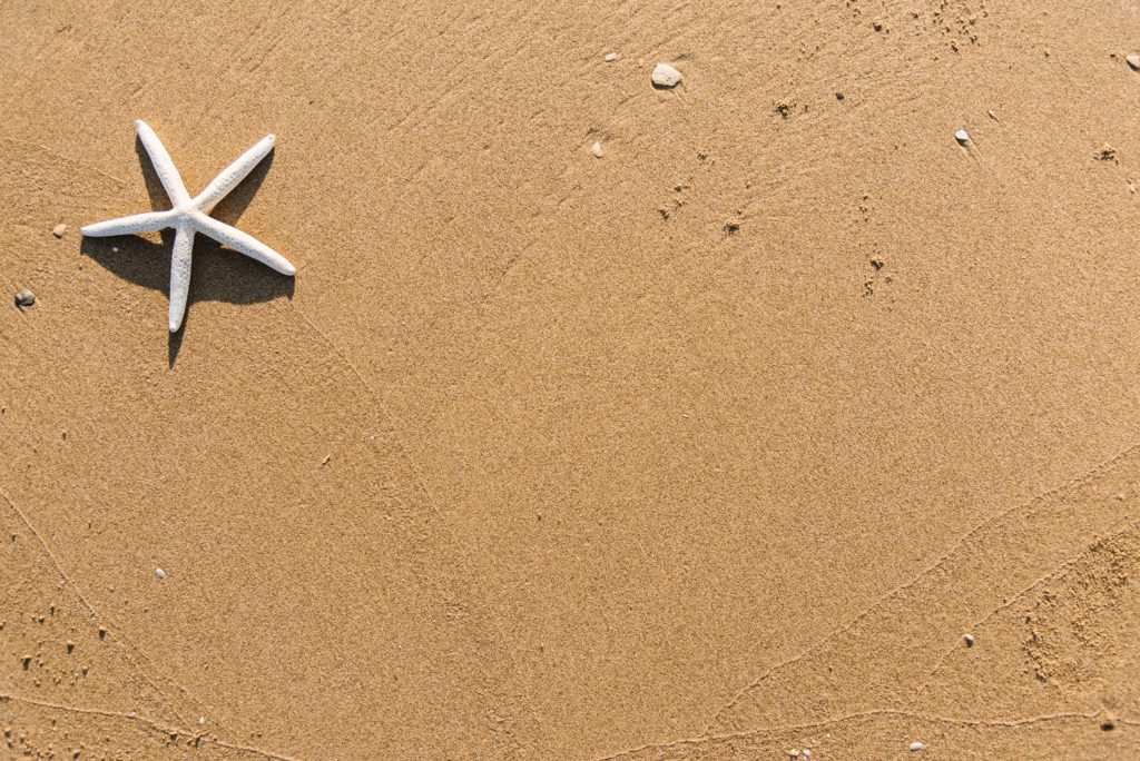 star fish on beach