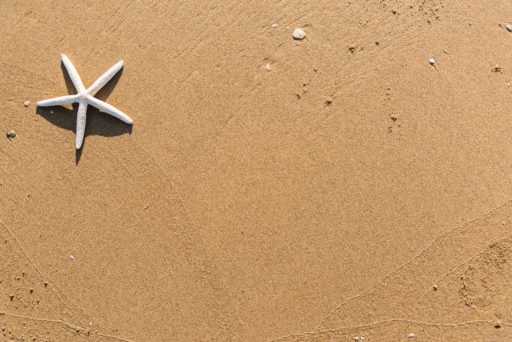 star fish on beach