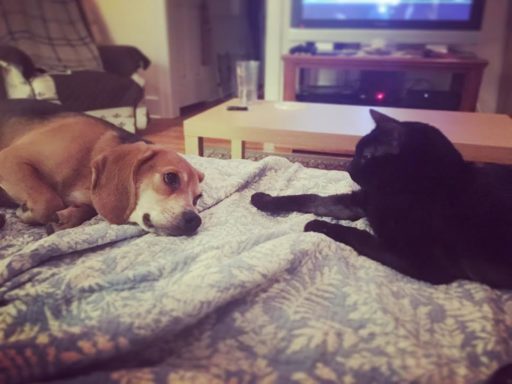 sarah's dog and cat
